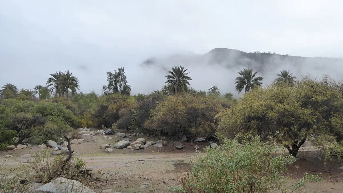 Siluetas de palmas y arbustos cubiertos por niebla en un sendero de La Campana