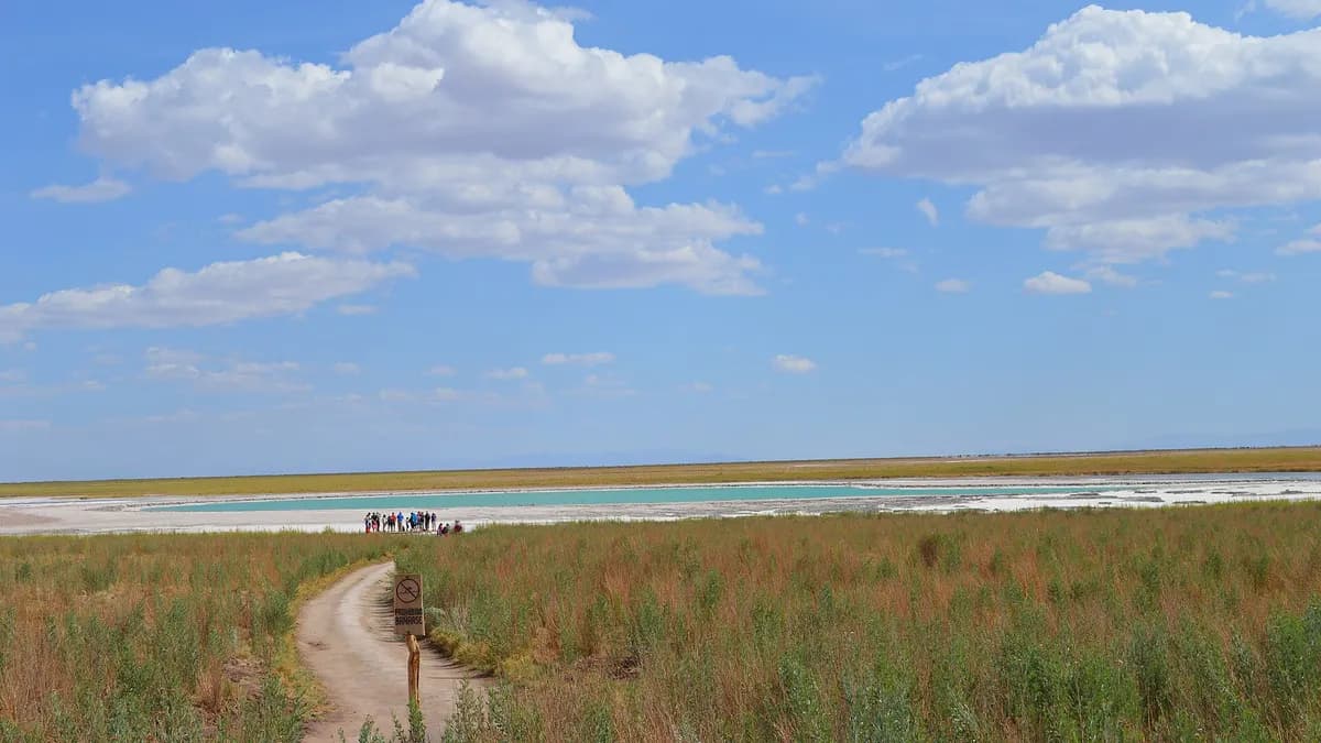 Camino de tierra bordeado de pasto amarillo que lleva a la laguna sobre el salar