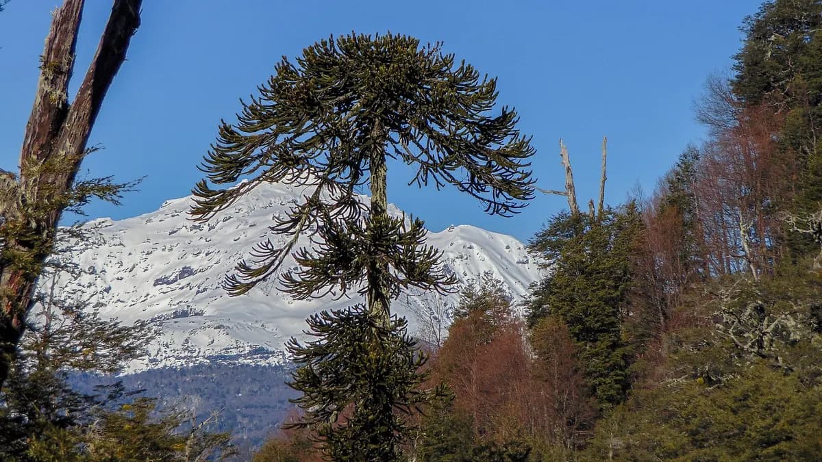 Araucaria en primer plano y el volcán Llaima cubierto de nieve en Malalcahuello
